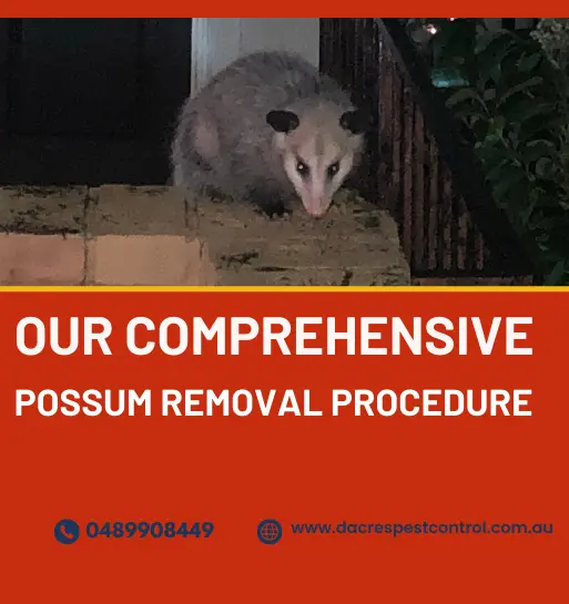Comprehensive Possum Removal